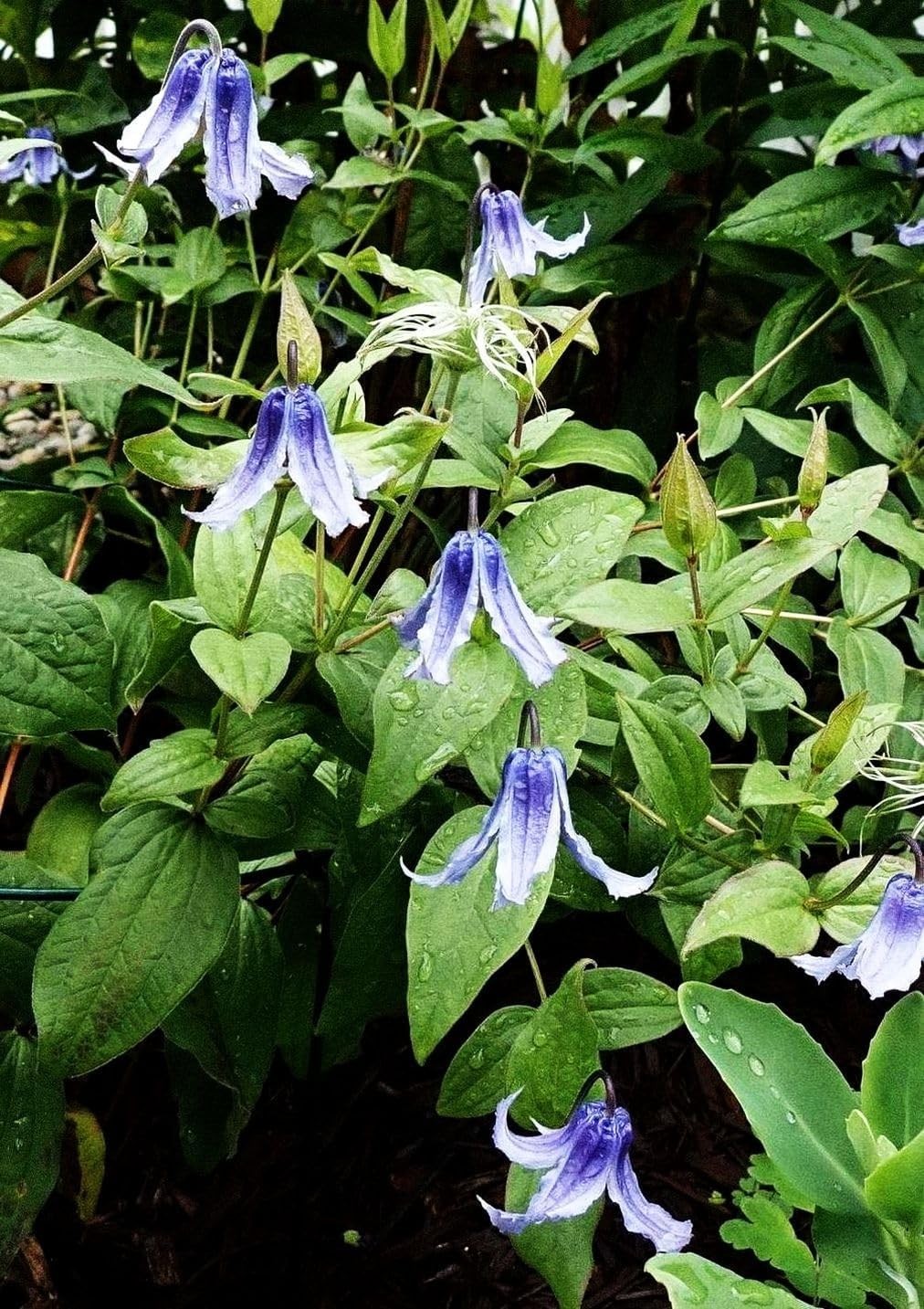 20 Mixed Heirloom Clematis Seeds – Low Maintenance Perennial Flower Beauties