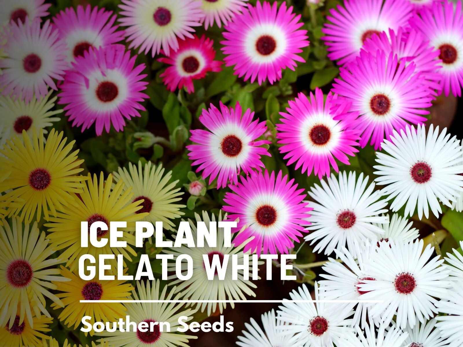 Ice Plant, White – 200 Seeds – Heirloom Flower (Dorotheanthus bellidiformis)