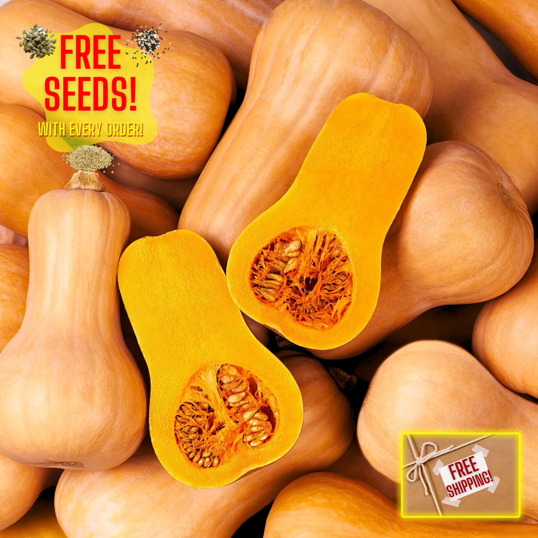 Fresh Waltham Butternut Squash Seeds | Heirloom Non-GMO | Vegetable Seeds