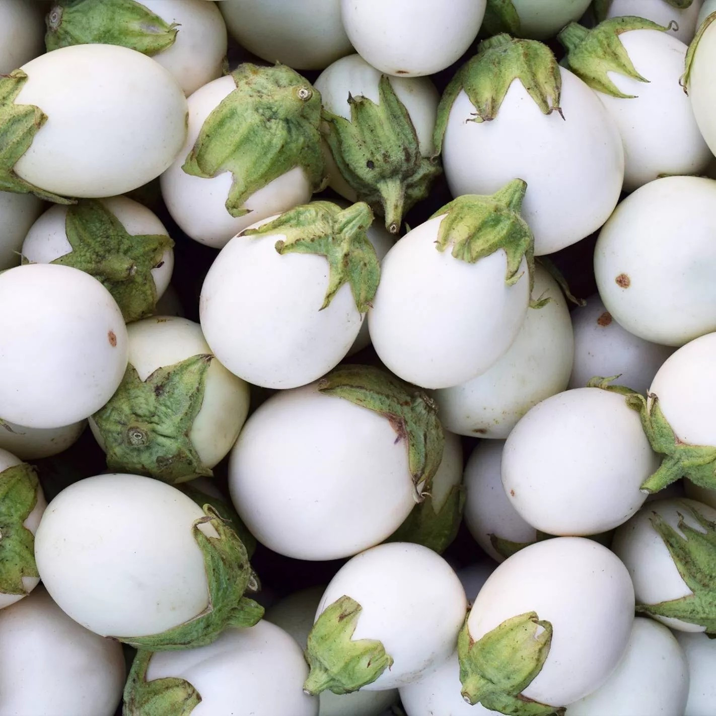 50+ WHITE EGG EGGPLANT SEEDS – HEIRLOOM – ORGANIC – NON GMO ————- RARE
