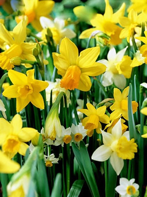 5 mixed Daffodil & Narcissus bulbs ~Woodland gardens ~Naturalize **Spring Planti