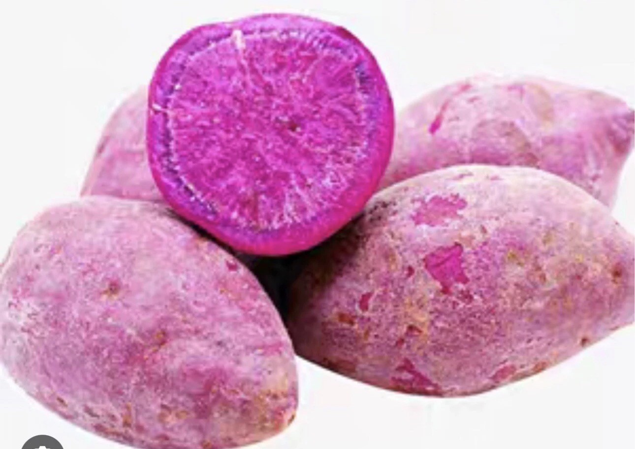5 RootedPurple Molokai Sweet Potato Plant In a Cup Molokai Sweet Potato Plant