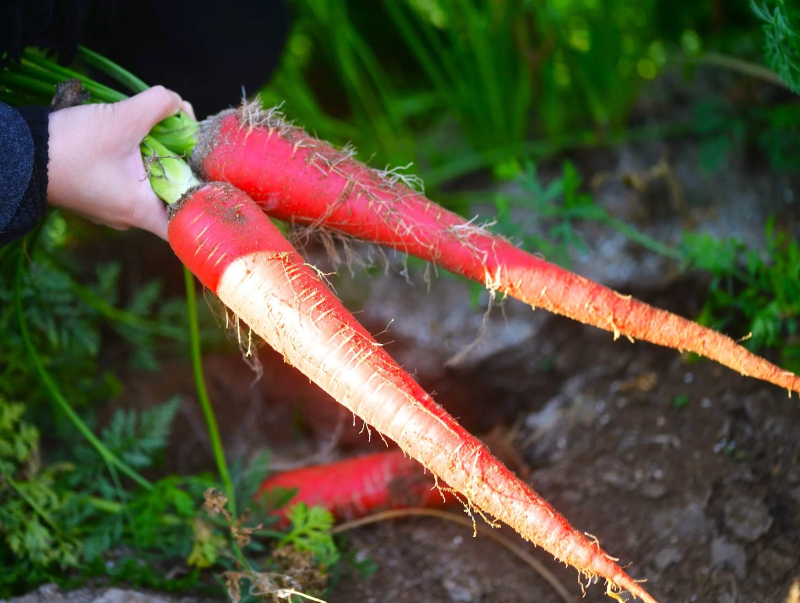 Kintoki Red Carrot Seeds – For 2025 Planting Noir Galaxy Obsidian Cosmic Dark