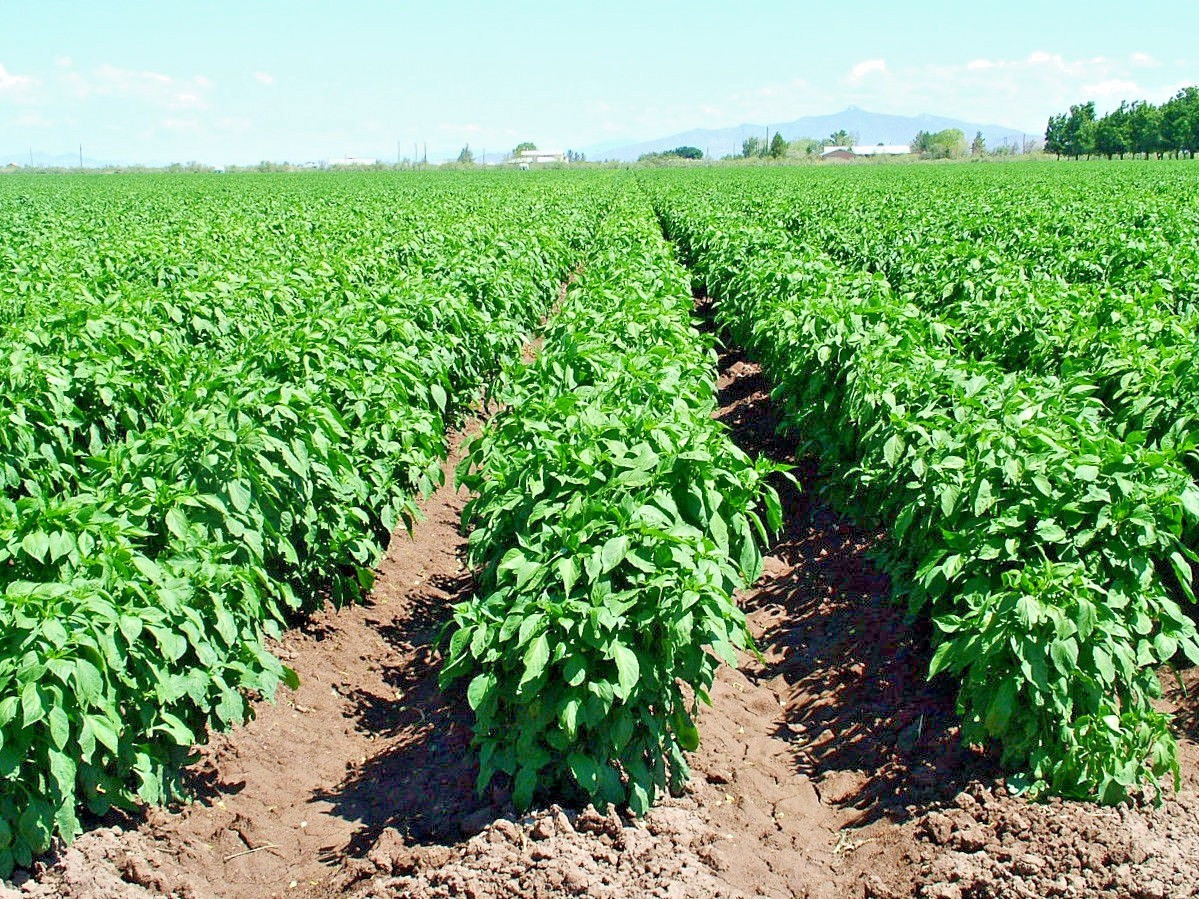 Purple Jalapeno hot chili pepper seeds non-gmo heirloom open pollinated
