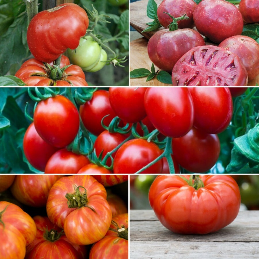 TOMATO Heirloom Mix 40 Seeds ALL TYPES NON-GMO spring summer garden RARE TASTEE!