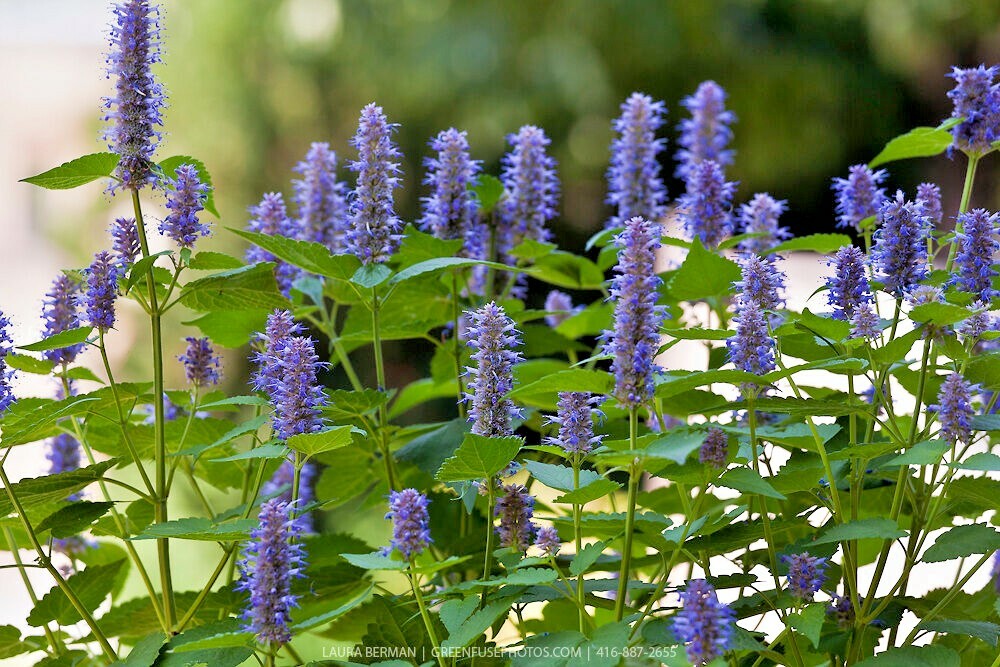 101+Purple GIANT HYSSOP Seeds Native Wildflower Drought Heat Cold Pollinators