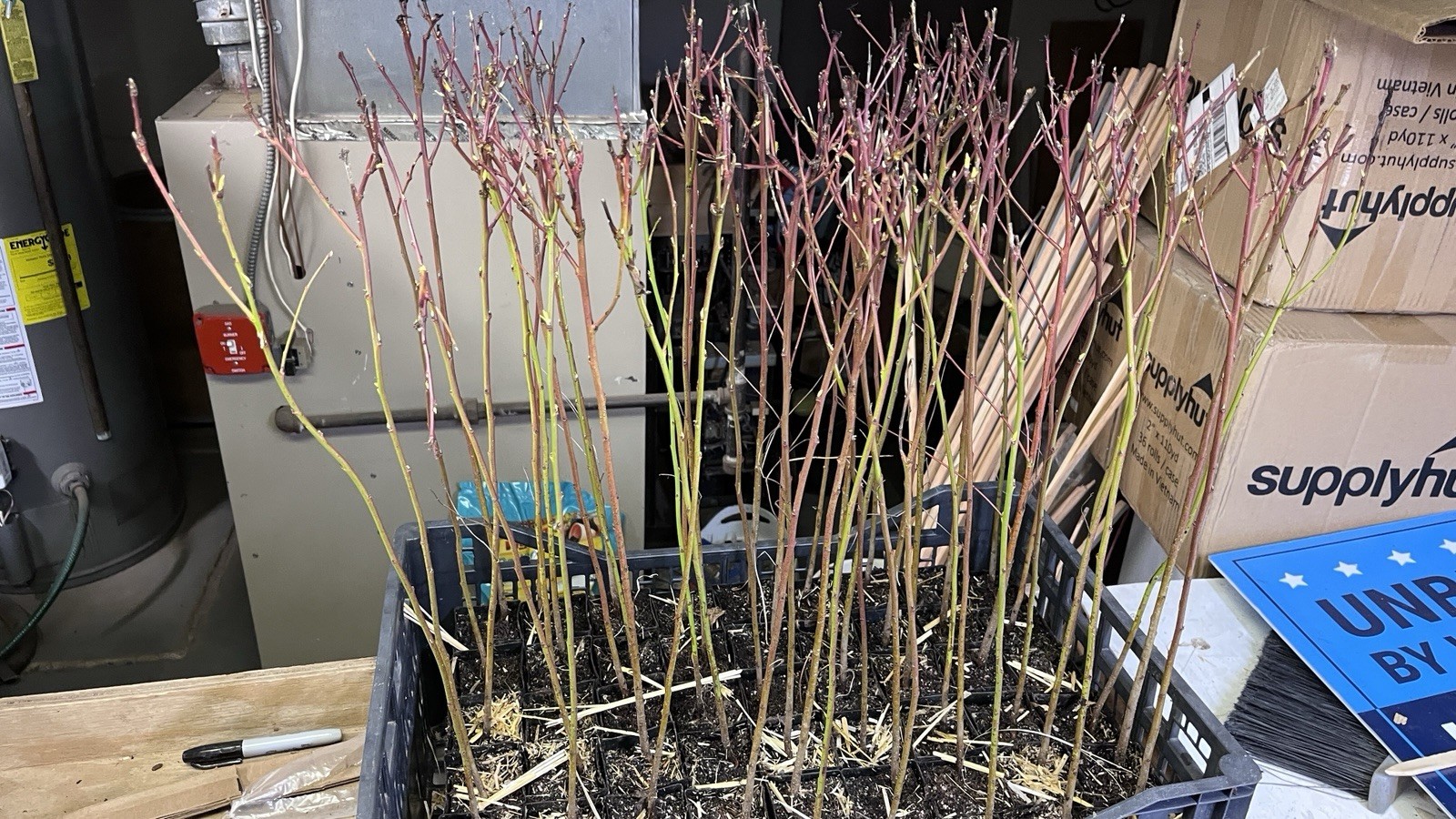 20-24” tall Lovell peach Prunus persicapeach seedling, 1 year old plant bareroot