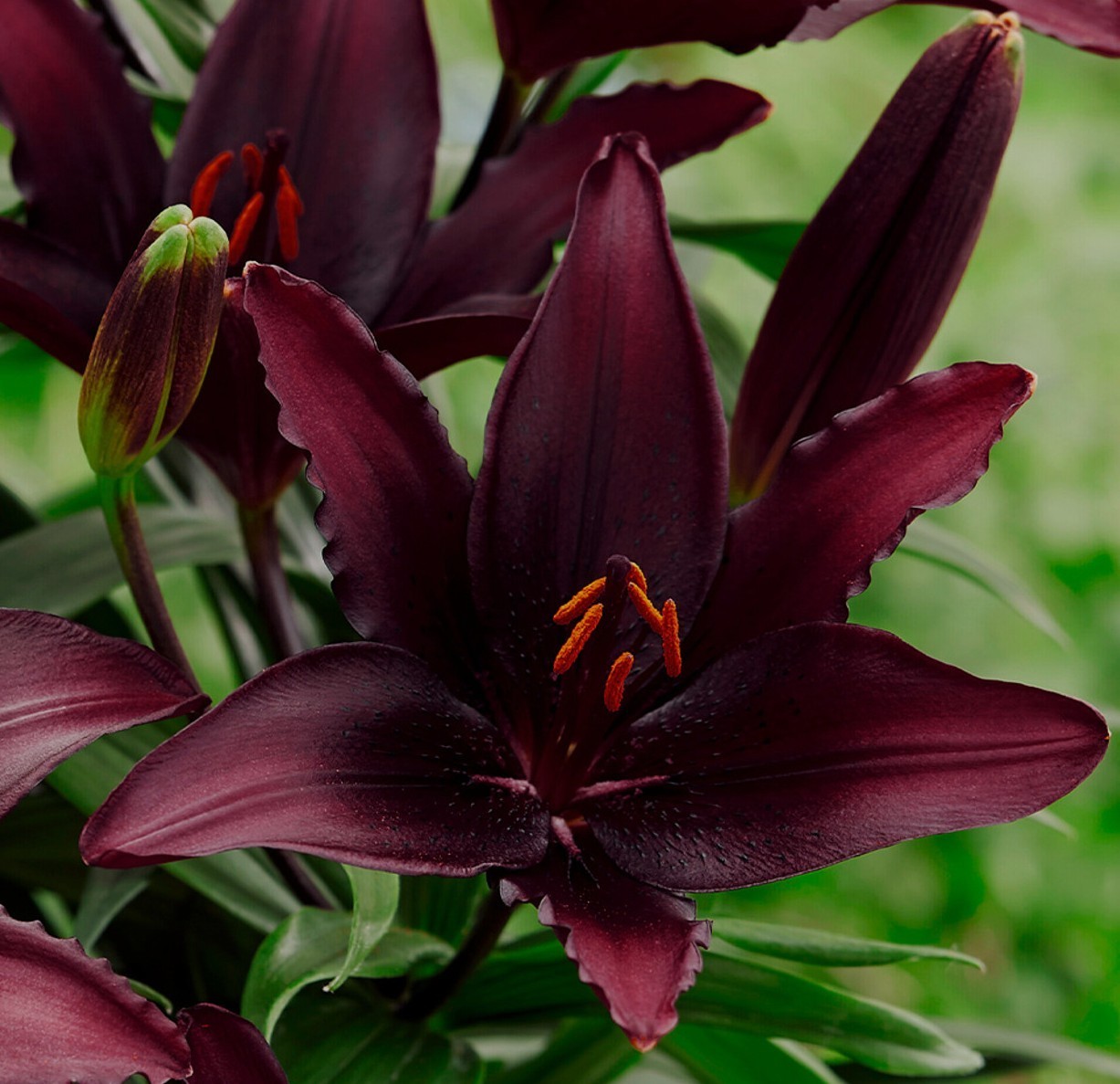 Lemon Star Double Flowering Amaryllis Spectacular Flower Bulb, Check our Store