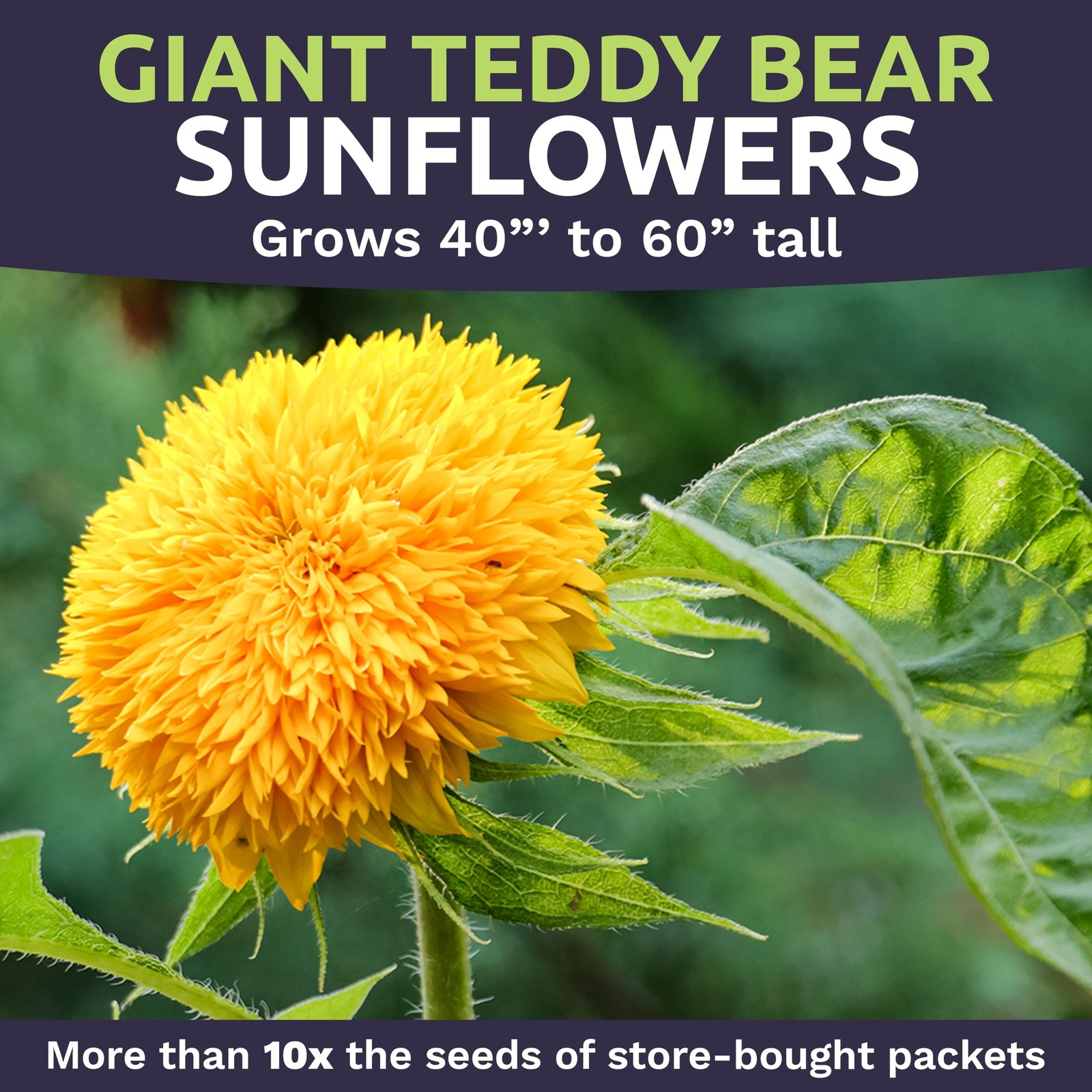 Giant Teddy Bear Sunflower Seeds – Bulk 1/4 Pound Bag – Over 5,000 Fresh Open…