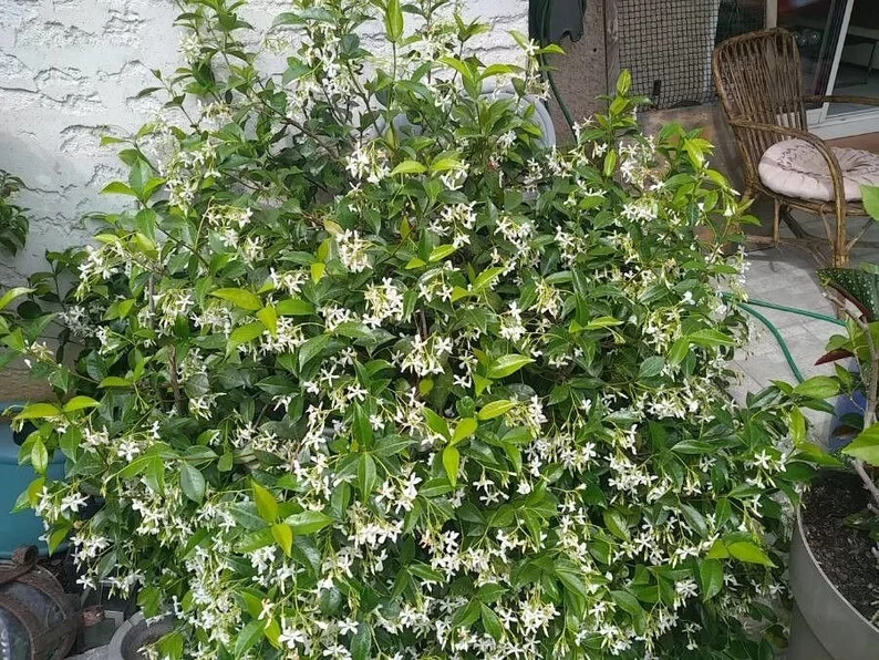Asiatic Jasmine~Trachelospermum asiaticum~Small Rooted STARTER Plant~Fragrant