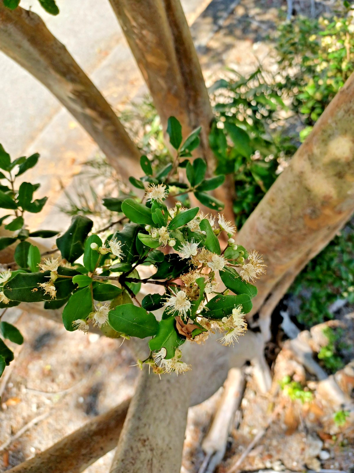 10 Simpson’s Stopper Seeds, Myrcianthes fragrans (Gathered 2024, Edible)