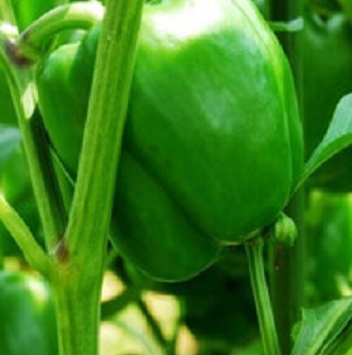 60+ Keystone Resistant Giant Bell Pepper Seeds – Non-GMO
