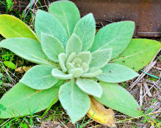 Great mullein 1000 seeds, wooly mullein, hardy 6-10′ tall, verbascum BULK seeds