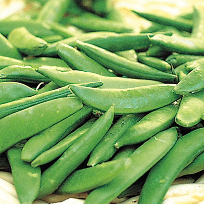 50+ Sugar Ann Snap Pea Seeds Heirloom, NON-GMO, FREE SHIPPING #31