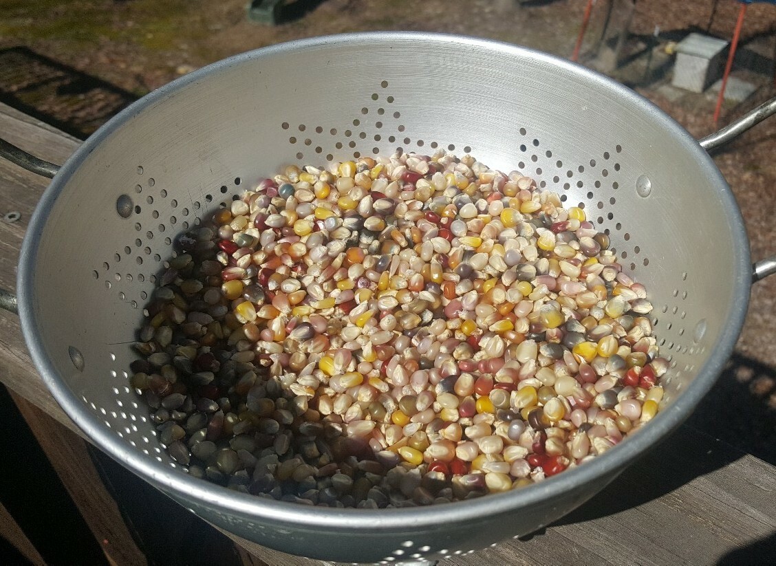 50 Cherokee Glass Gem Corn Seed, Kentucky Grown, USA, Non GMO 2019 crop.