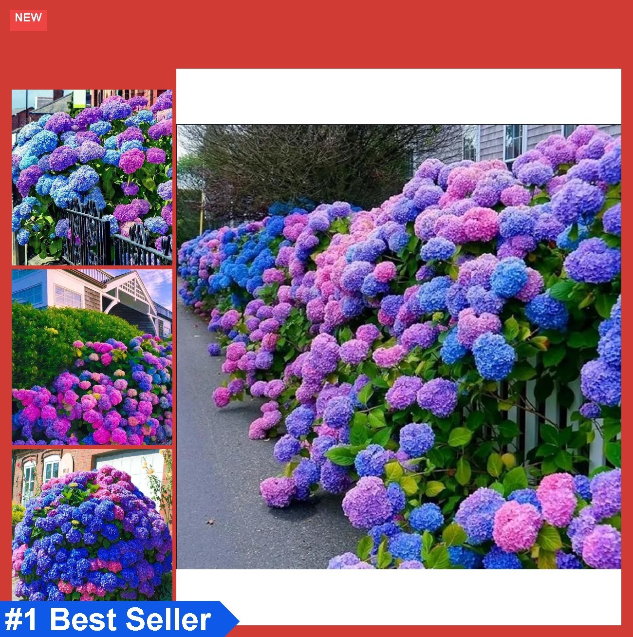 30pcs Hydrangea Seeds Perennial Flowers Mix Blue Pink Purple for Garden