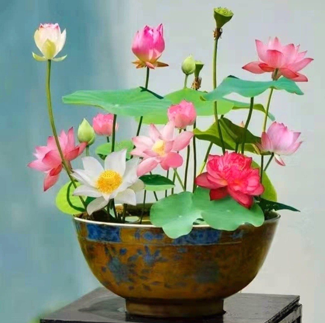 25 Sacred Lotus Flower Seeds Nelumbo Nucifera Edible Aquatic Water Lily