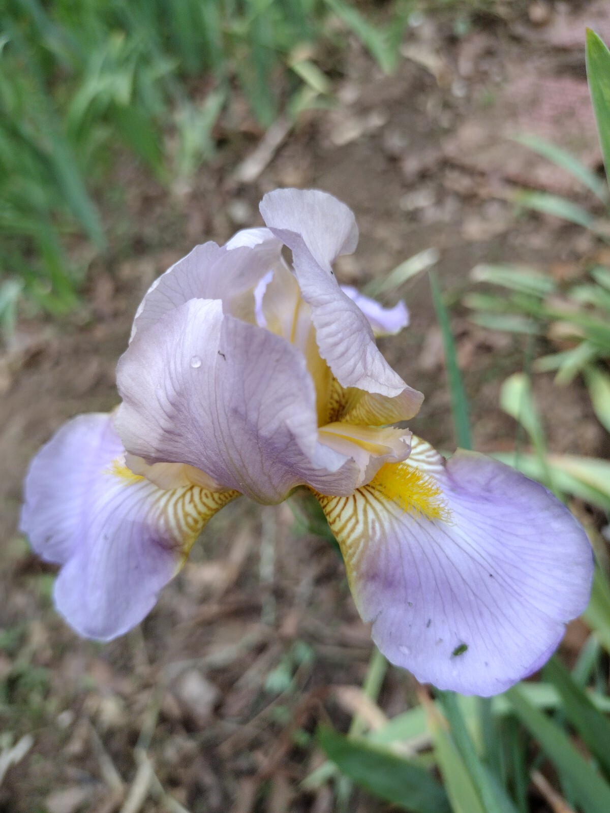 5x MIXED VARIETIES/COLORS IRIS Bulbs/Rhizomes FRESH