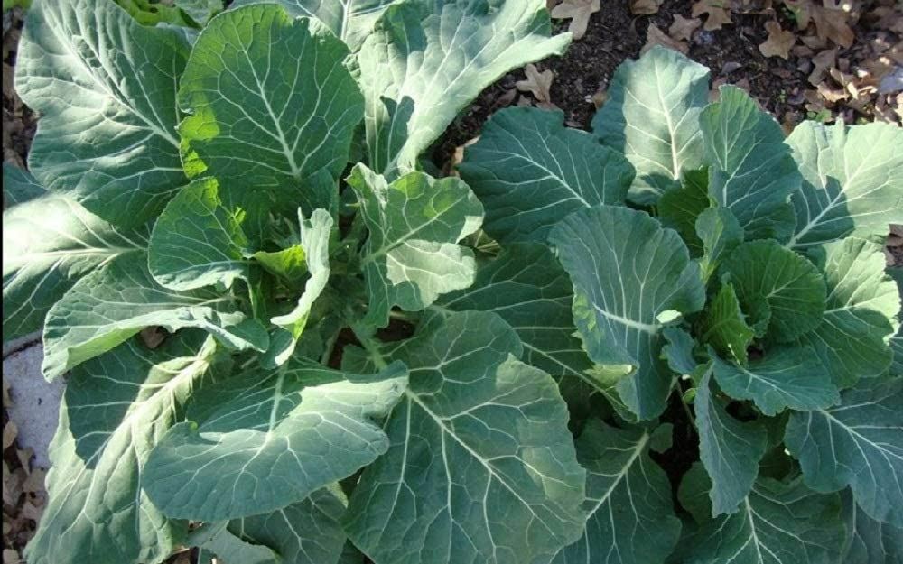 Collard Green Seeds, Georgia Southern Collard Greens Seeds ,”COOL BEANS N SPROU