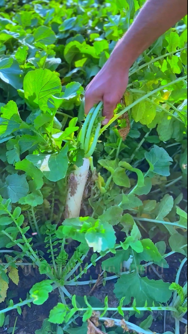 5 lbs Daikon Radish Seeds – Chinese & Japanese Variety for Soil Health, Erosion