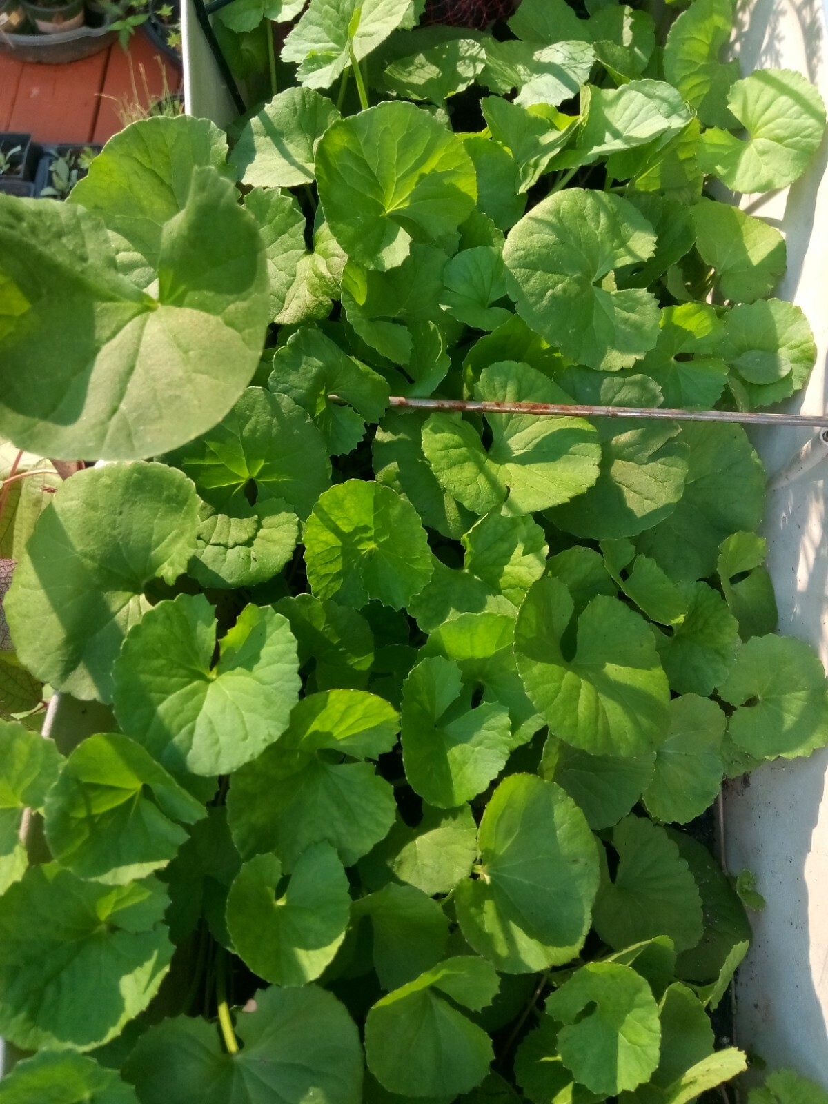 100+ Indian Pennywort (Centella Asiatica/Gotu Kola/Rau Ma )Seeds.US grown seeds.