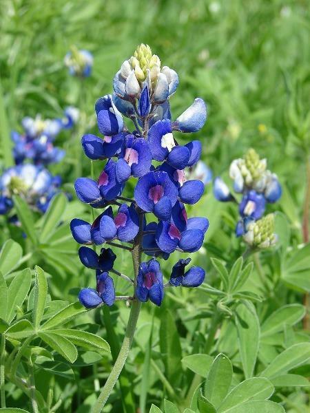 Lupinus texensis | Texas Bluebonnet or Lupine | 20 Seeds