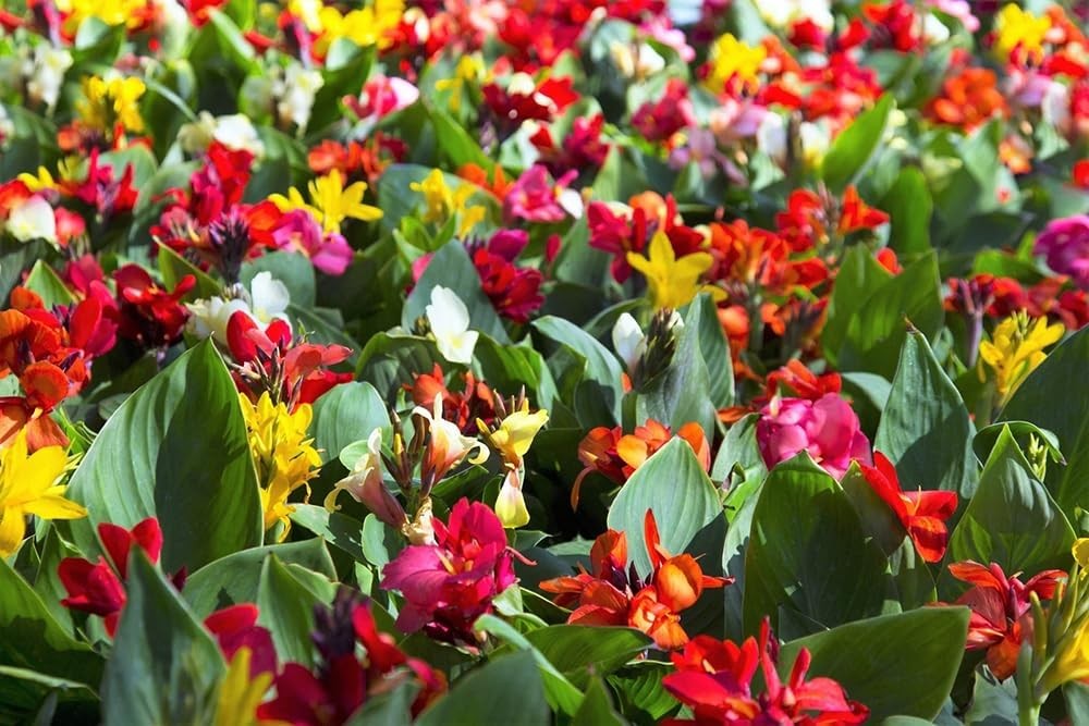 15+ Canna Lily Seeds Mix Colors Flowers Garden Plant Planting
