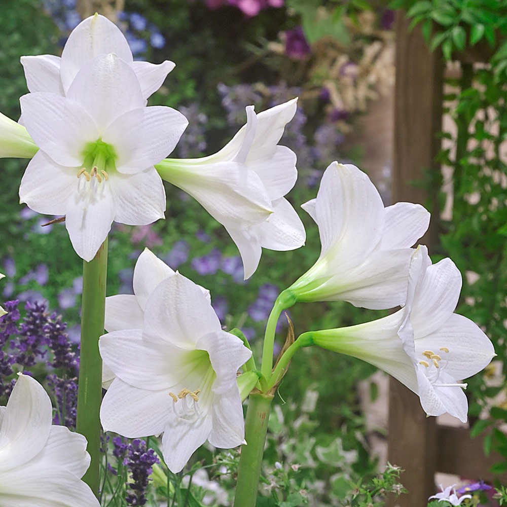 2 White Amaryllis BULBS **Multiple blooms per bulb