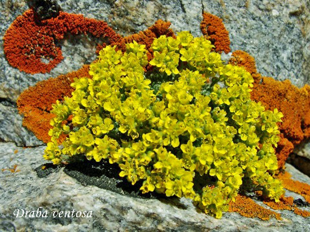 Draba ventosa | Wind River Draba | 20 Seeds