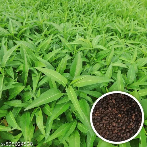 Kolmi Shak Seeds ( 20 Grams ) Water Spinach seeds, Indian Water Spinach