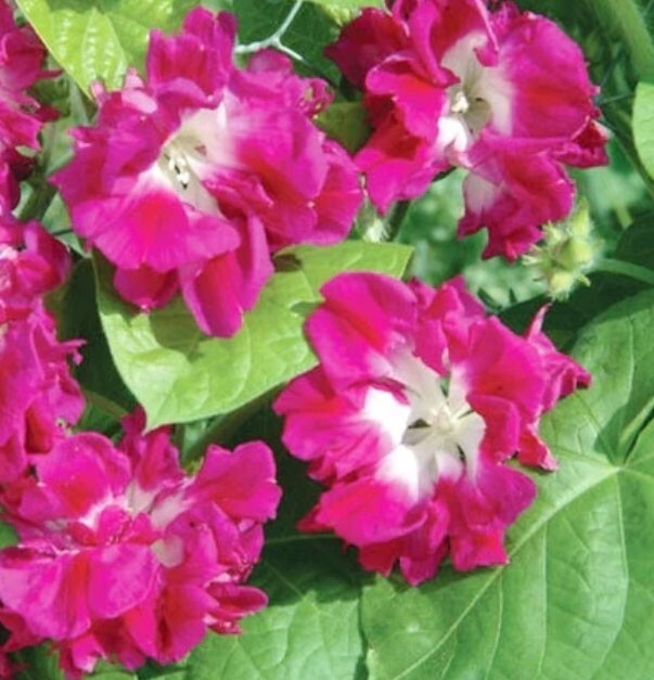 Landscaper’s Pack CLIMBING VINE MIX Colorful Climbers 6 Species 200 Seeds