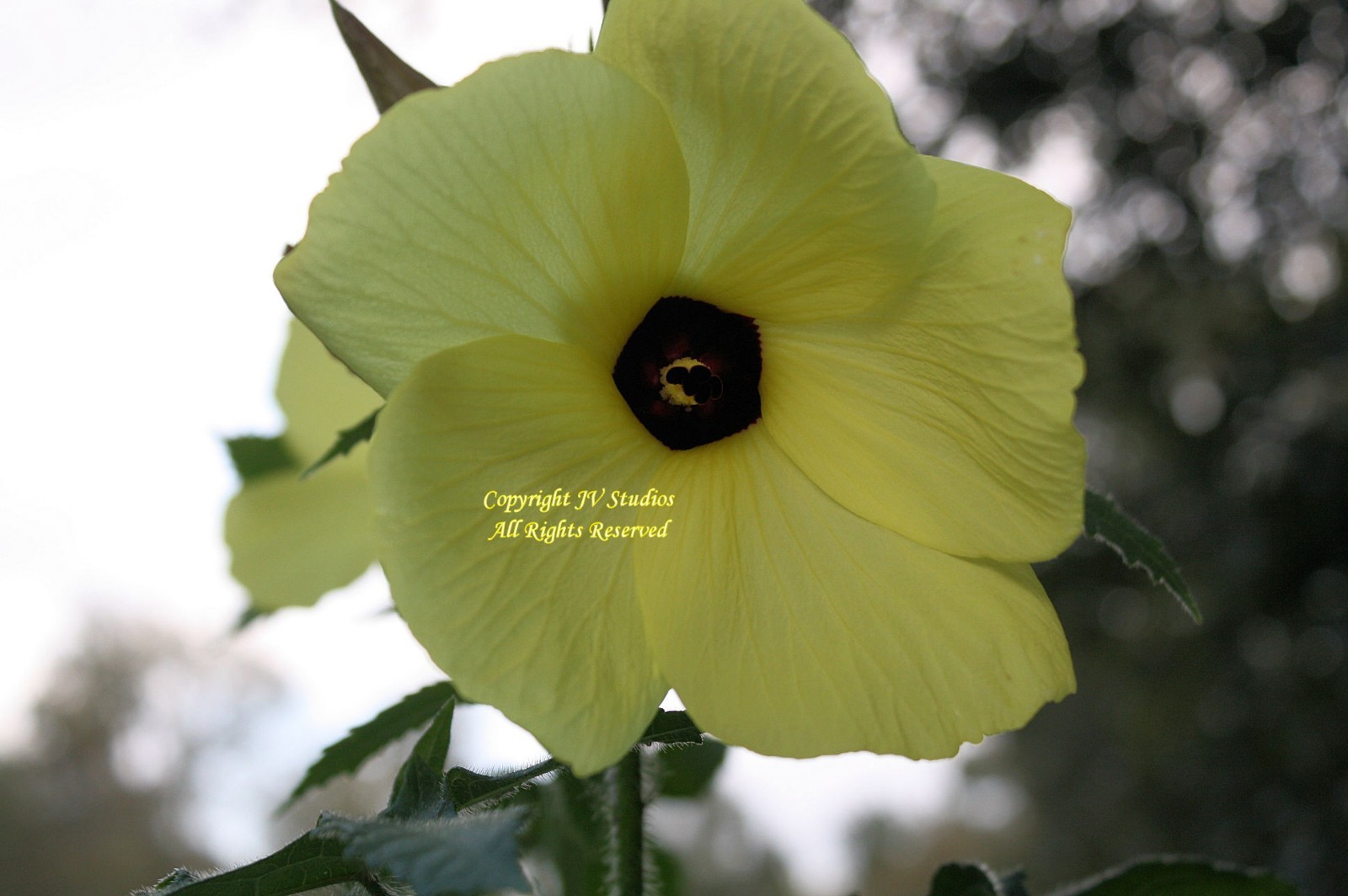Abelmoschus manihot Sunset Hibiscus 10 Seeds any Soil