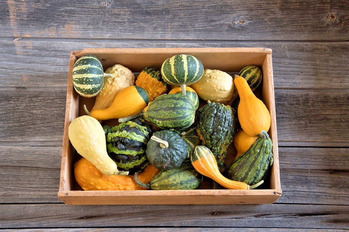 30+SMALL MIXED GOURDS Seeds Hard Shell Type Crafts Autumn Decoration Baskets