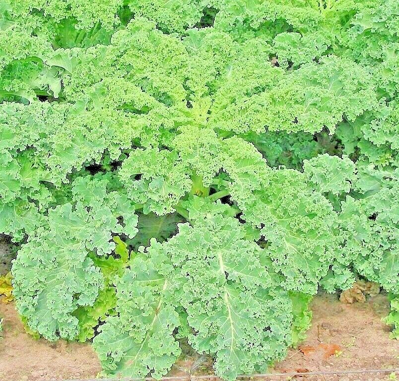 1000+ SEEDS KALE DWARF AUTUMN MIX VEGETABLE GARDEN SALADS MICROGREENS NON-GMO US