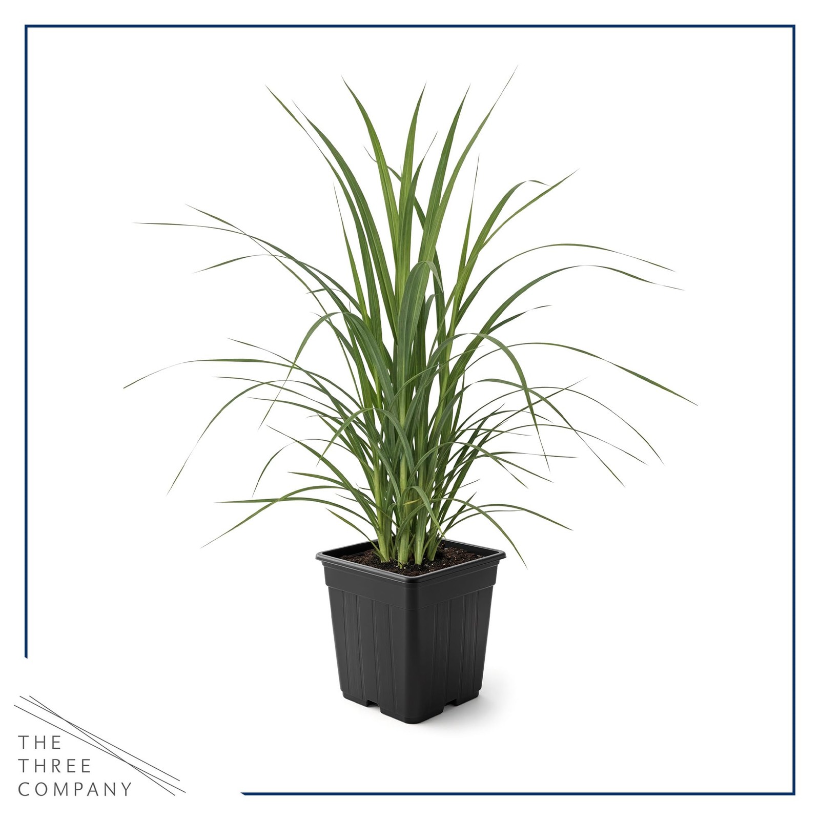 White Pampas Grass Perennial Accent Plant 10″ Tall in 1.5 Qt Pot
