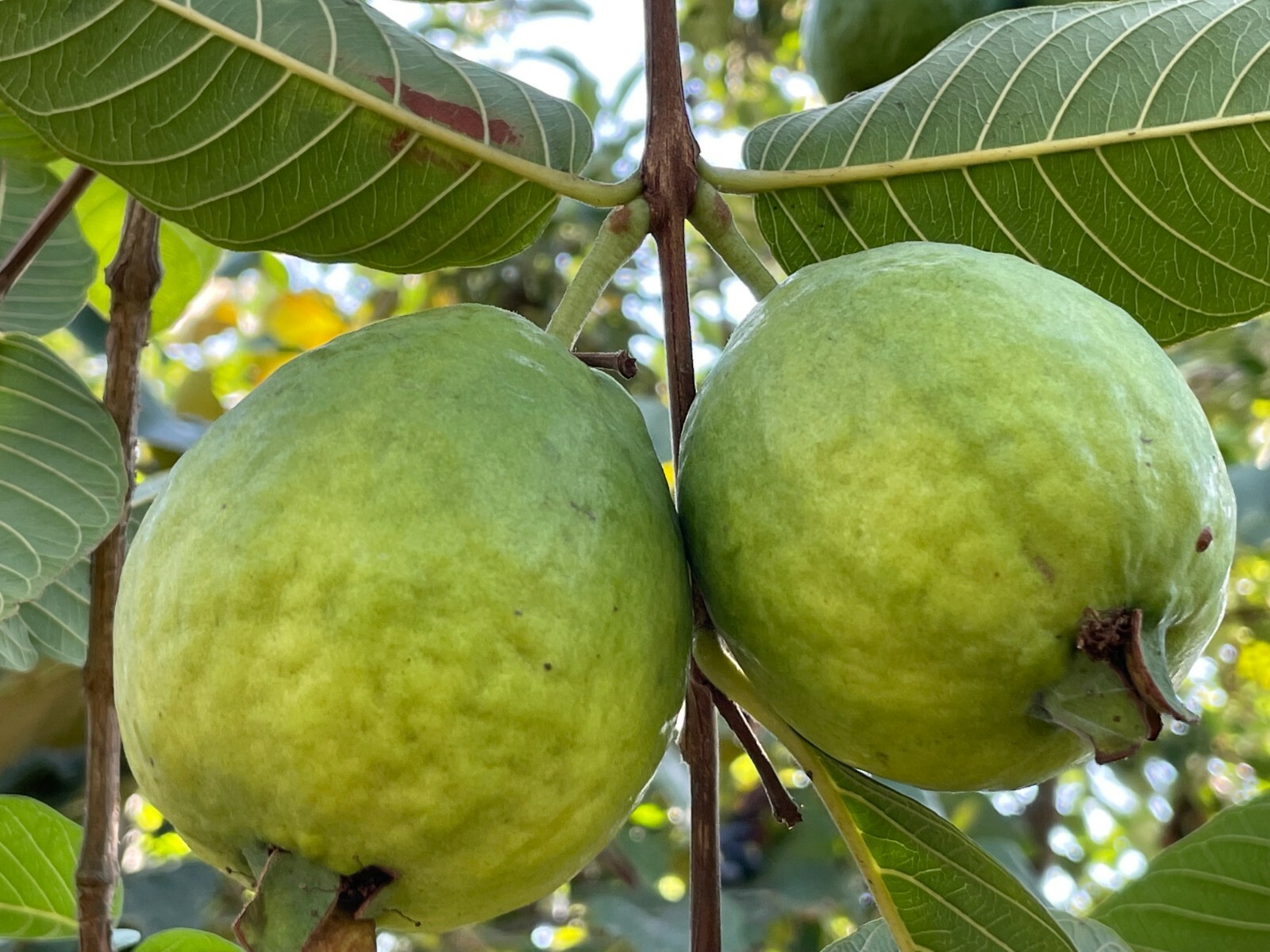 1 Sweet Ruby Supreme Big Fruit Guava Starter Tree, Psidium guajava Tree App 50″