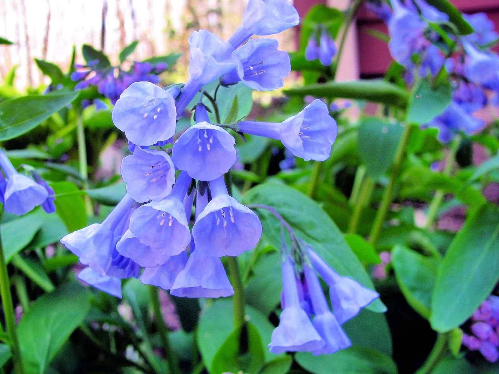 Virginia Bluebells Wildflower Seeds for Planting (10 Seeds) – Mertensia virginic