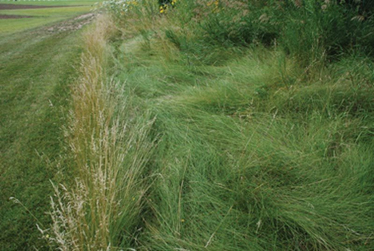 No Mow Lawn Grass Seed, Dwarf Fine Fescue Mix, Low Maintenance Lawn Seed