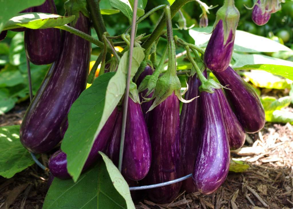 Long Purple Italian Eggplant Seeds, Fingerling, NON-GMO, FREE SHIPPING