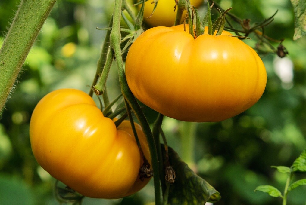 Kellogg’s Breakfast Tomato Seeds, NON-GMO, Orange Beefsteak, Heirloom, FREE SHIP