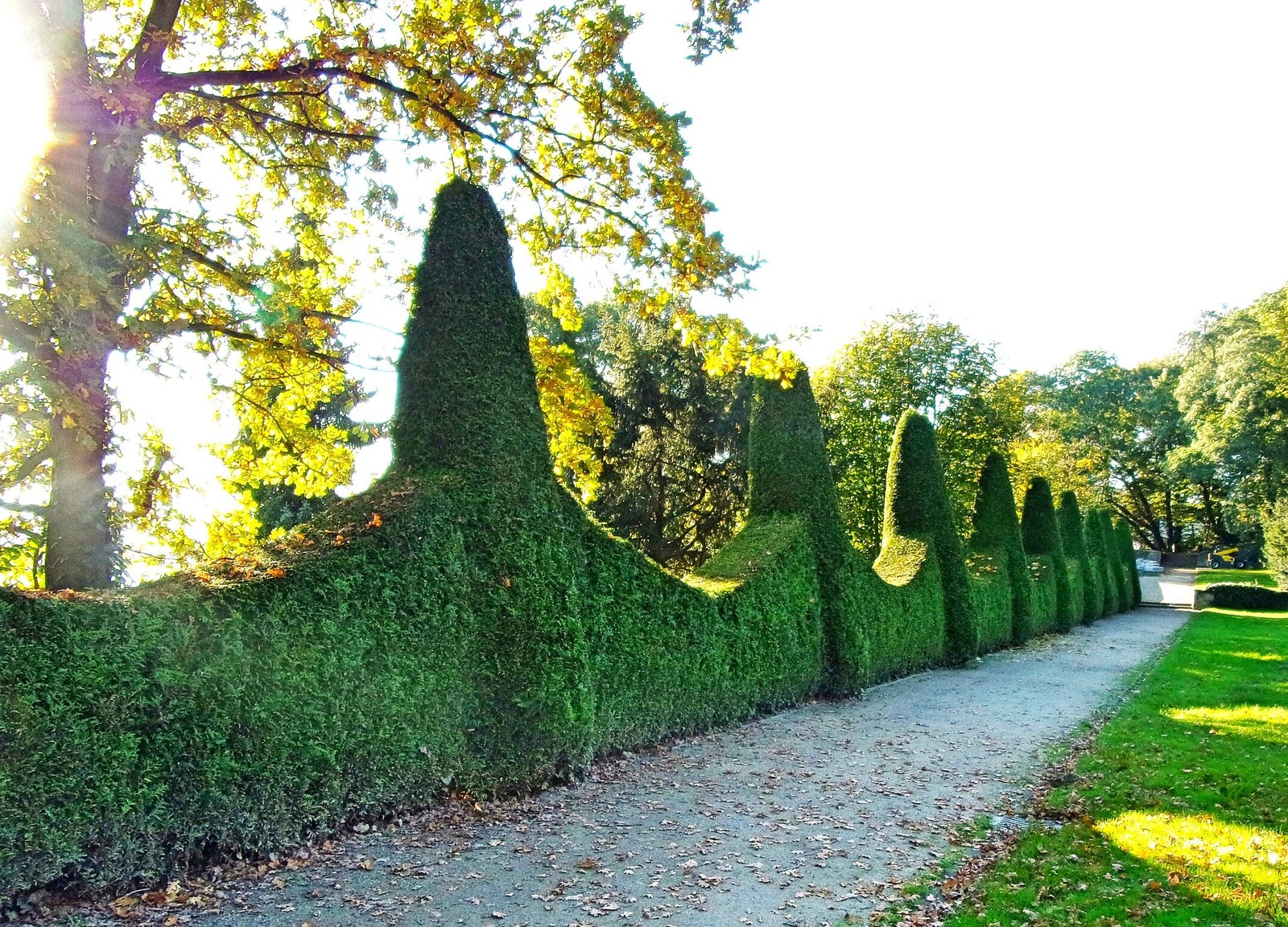 American Arborvitae (White Cedar) Seeds – For 2026 Planting Thuja Occidentalis
