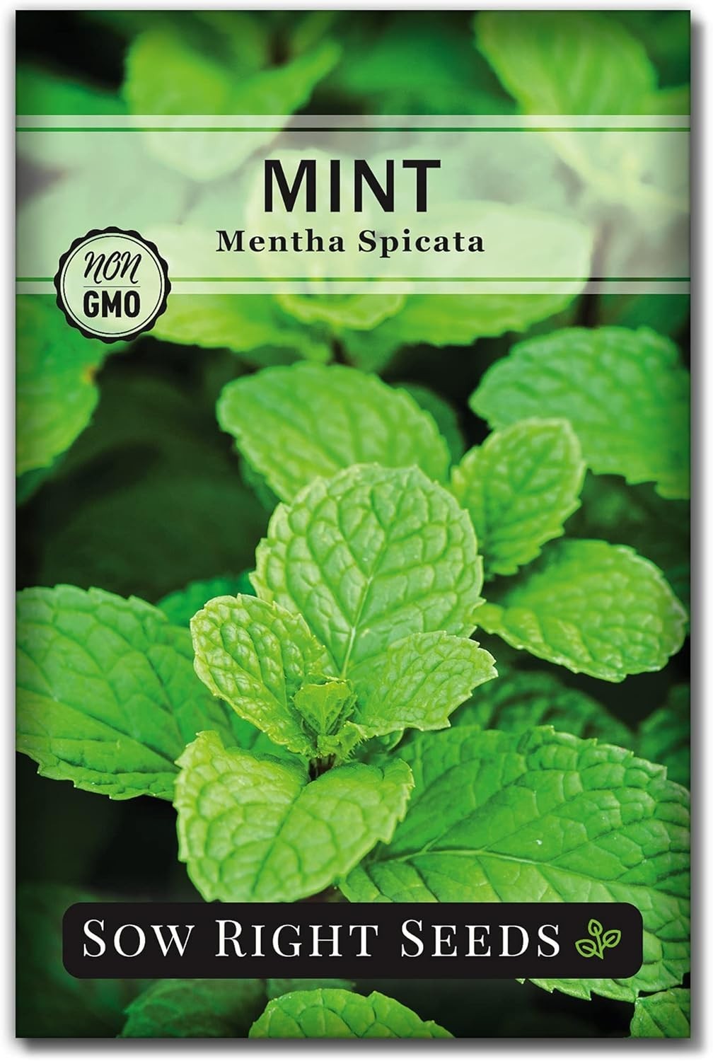 Grow Fresh Mint – Easy Heirloom Seeds for Indoor or Outdoor Culinary Gardens