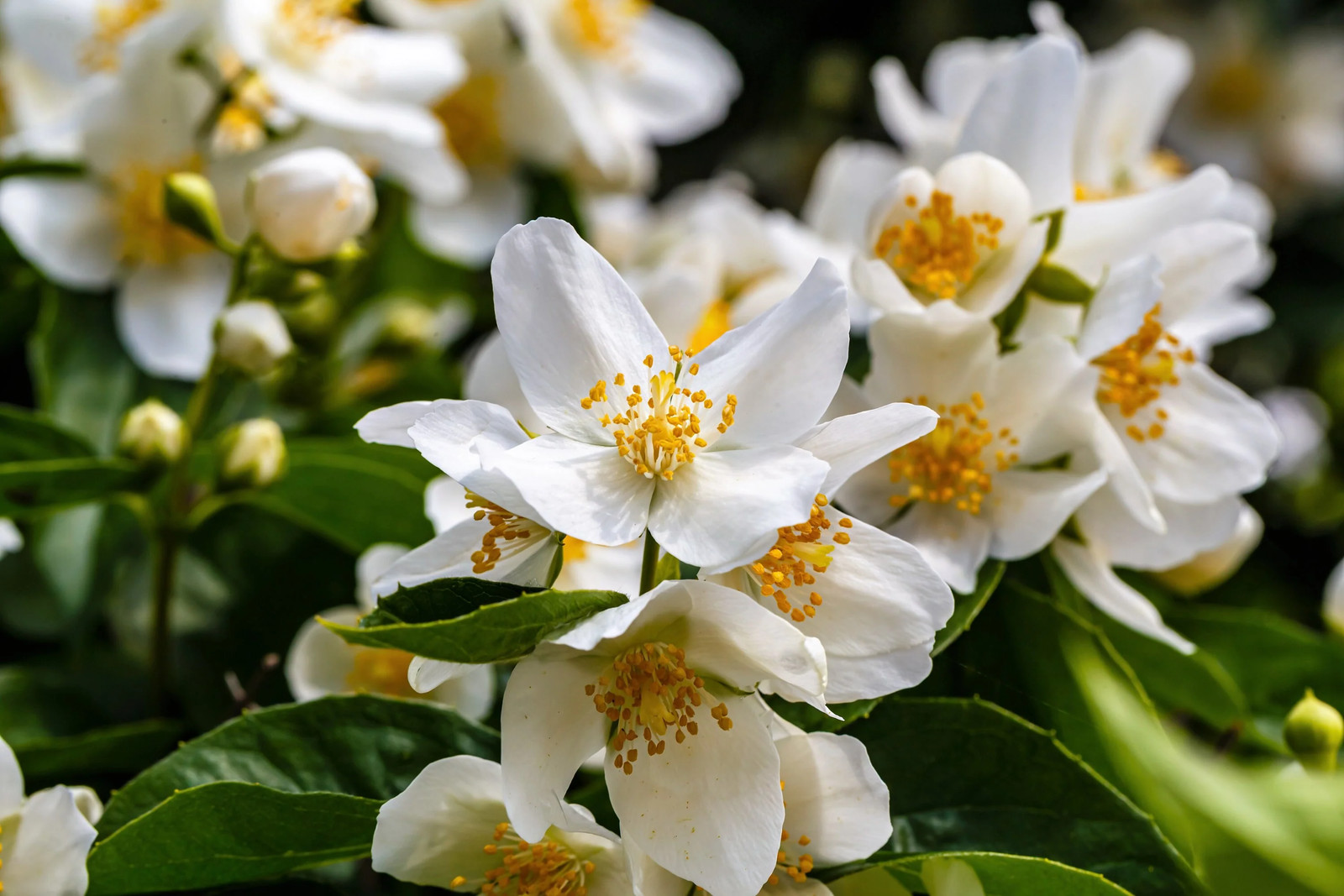 40 WESTERN MOCK ORANGE Philadelphus Lewisii Native White Flower Shrub Seeds