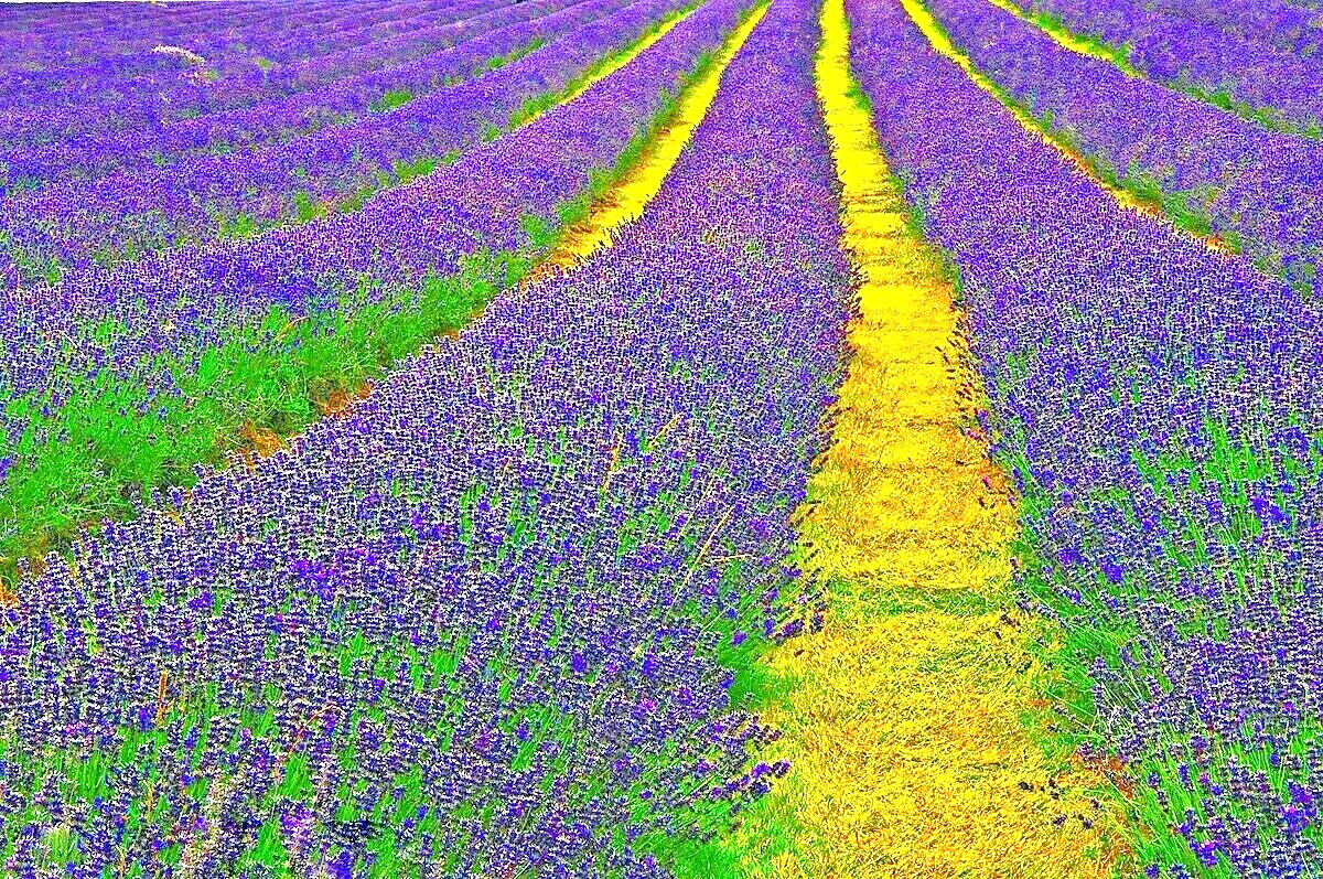 1200+ ENGLISH LAVENDER SEEDS SPRING PERENNIAL HERB MOSQUITO INSECT REPELLENT USA