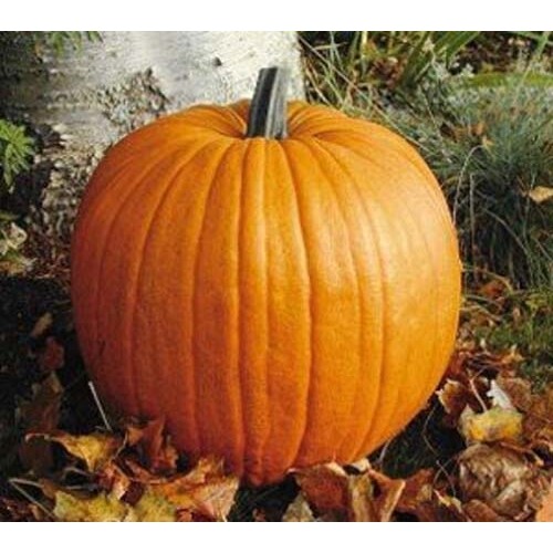 Pumpkin Connecticut Field Great Heirloom Vegetable By Seed Kingdom 500 Seeds