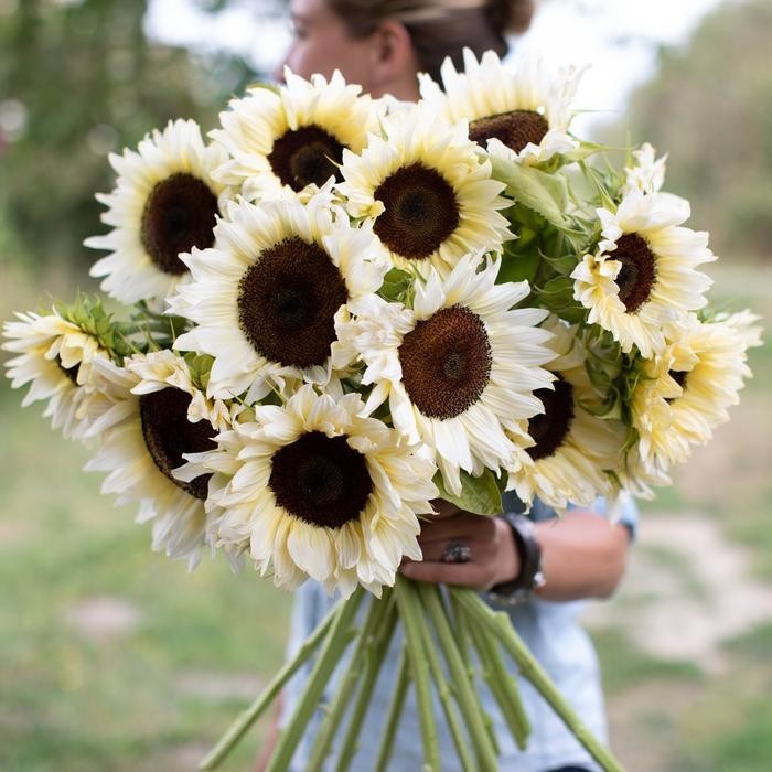 20 ProCut WHITE NITE SUNFLOWER SEEDS, Annual, Non GMO, Unique White Color
