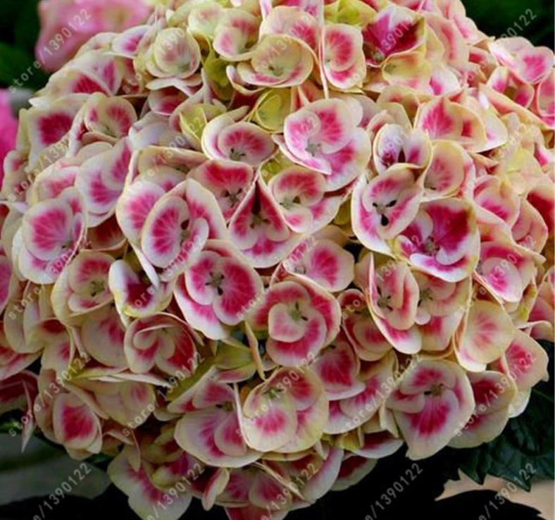 20 HYDRANGEA FLOWER SEEDS rare exotic ball bloom plant garden bush germination