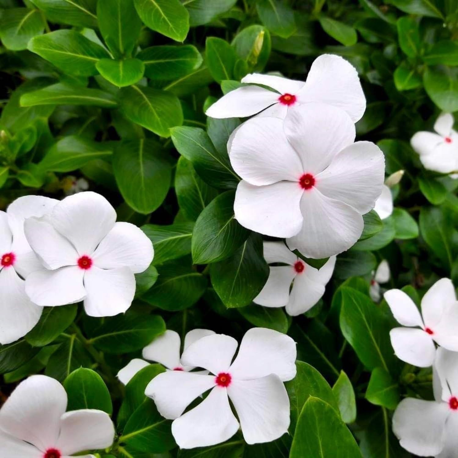1100+ Perennial Vinca Periwinkle Flower Seed for Planting Outdoor-Non-GMO Hei