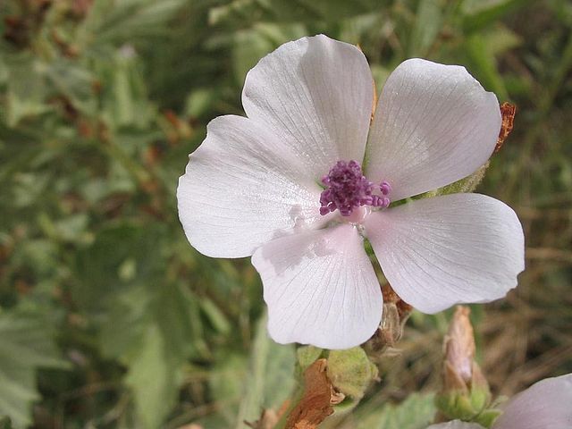 MARSHMALLOW Seeds *FREE Shipping!* Althaea officinalis Flowering Herb 100+ SEEDS