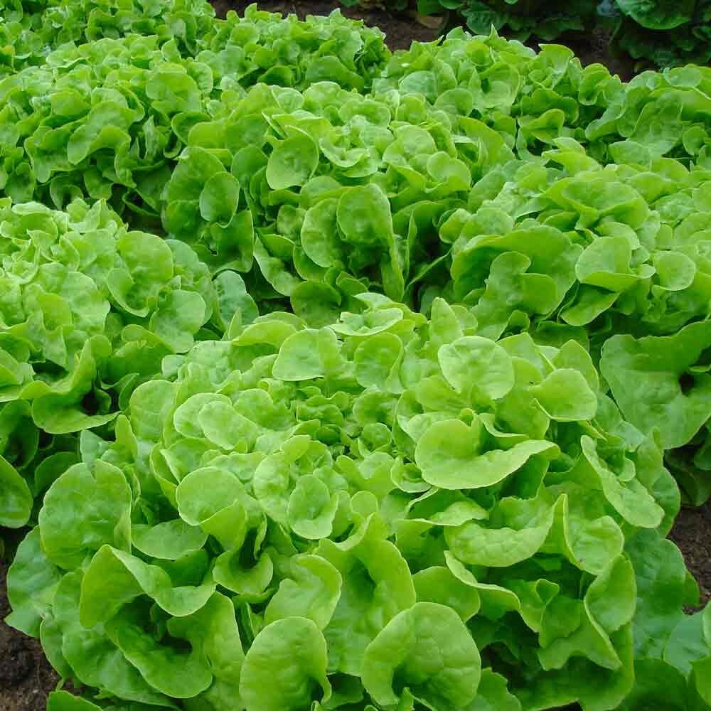 2g Fresh | NON-GMO | Oakleaf Leaf Premium Lettuce Seeds-B 41